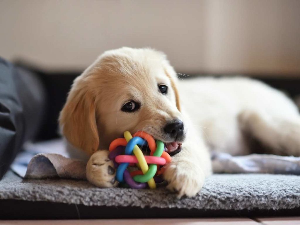 Golden Retriever puppy playing with a dog toy